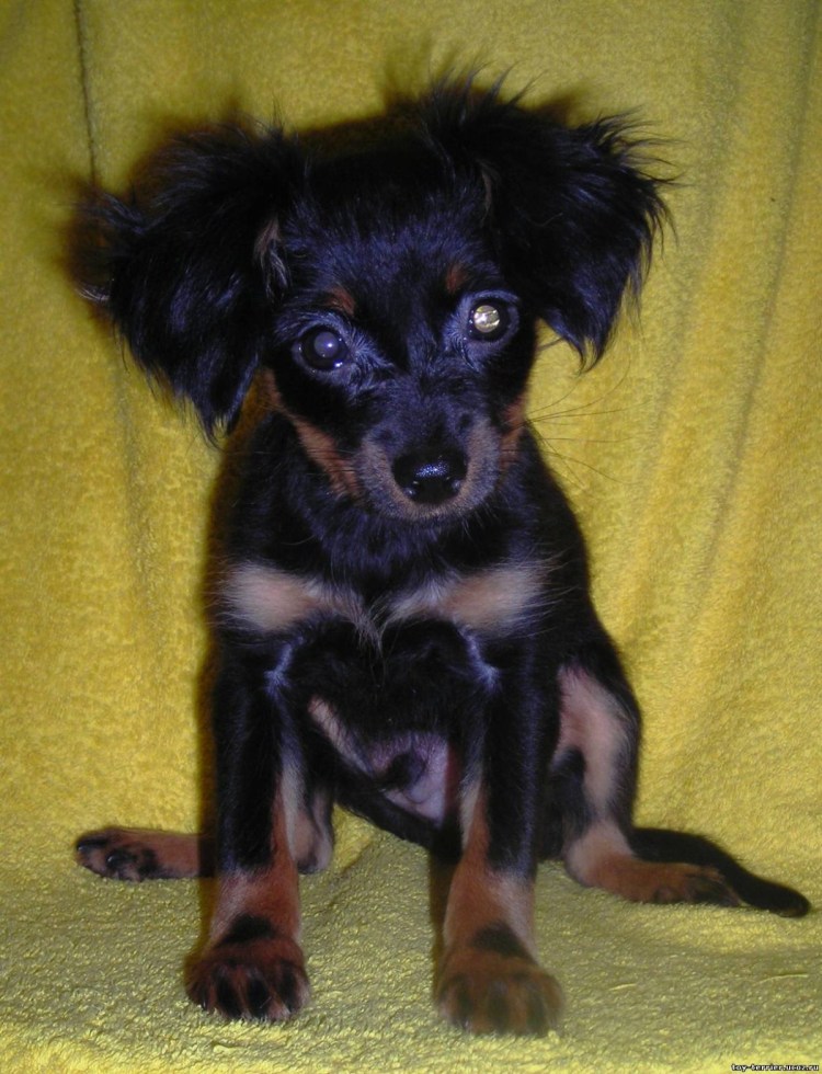 Тойтерьеры метис длинношерстный