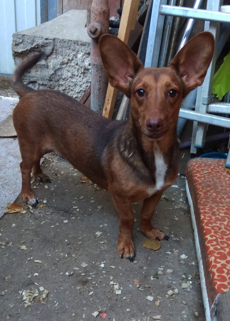 Собака метис таксы