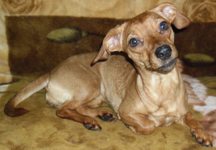 Метис чихуахуа