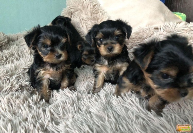 Метис тоя и Йорка