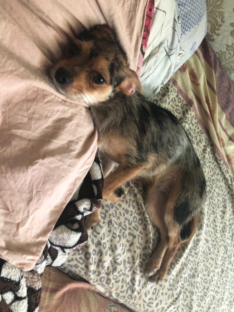 Метис таксы и пинчера