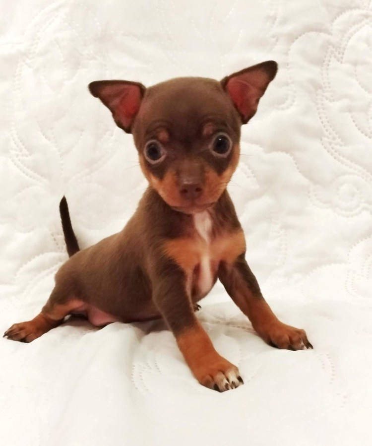 Русский той терьер мини гладкошерстный