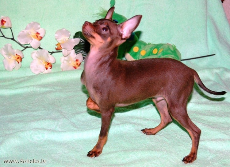 Русский той терьер шоколадный