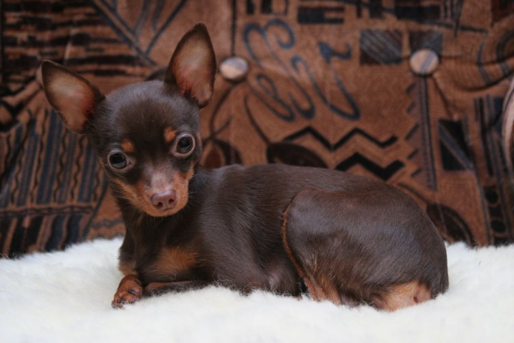 Той терьер мини шоколадный