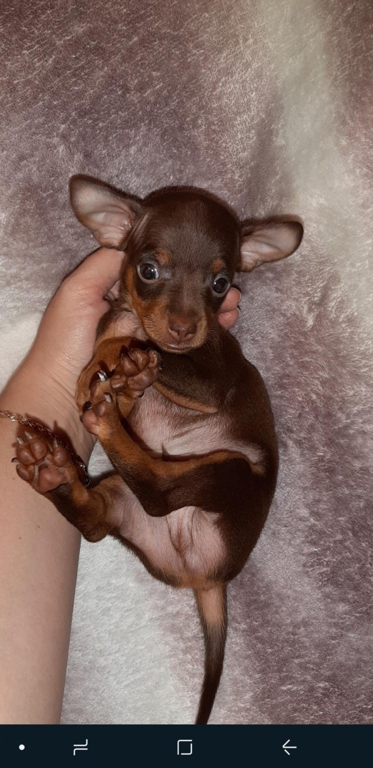 Той терьер стандарт шоколадный