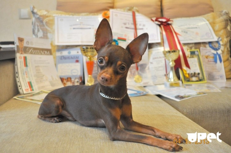 Коричнево подпалый той терьер