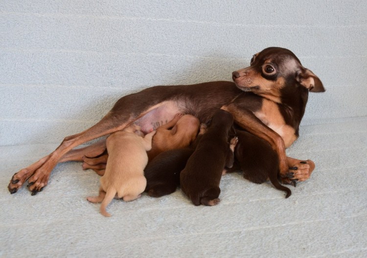 Той терьер коричневый щенок