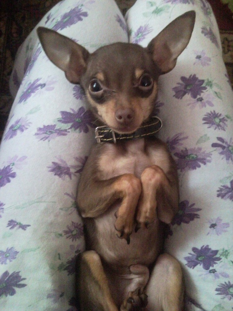 Той терьер стандарт шоколадный