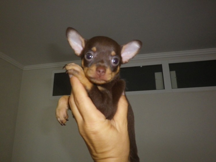 Той терьер шоколадный мини девочка