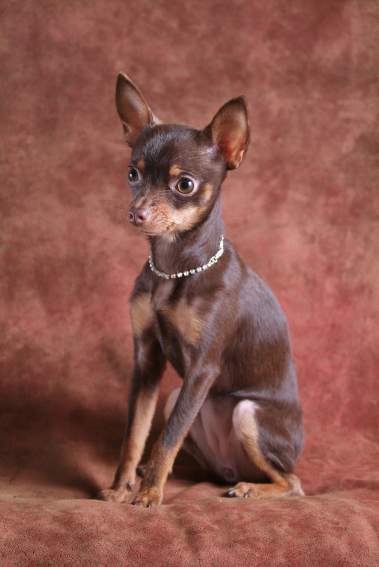 Той терьер английский длинношерстный