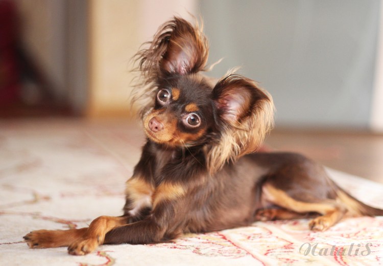 Московский длинношерстный тойтерьер