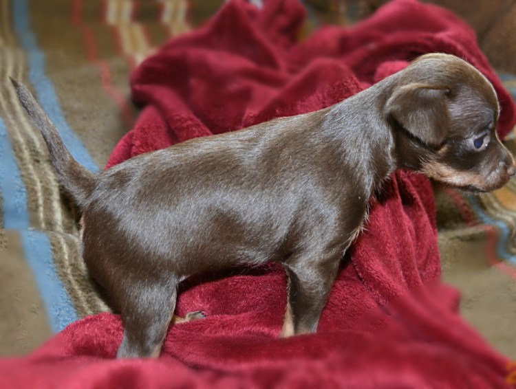 Той терьер русский гладкошерстный шоколадный