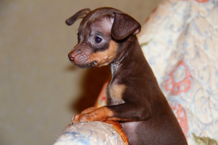 Той терьер щенок