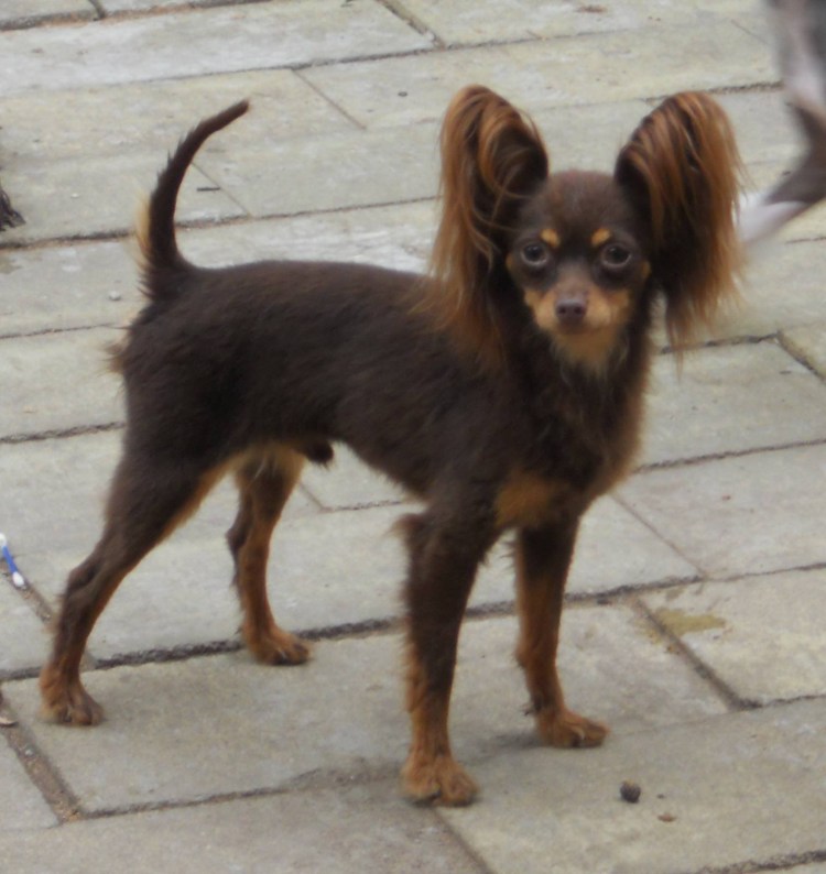 Русский той-терьер короткошерстный