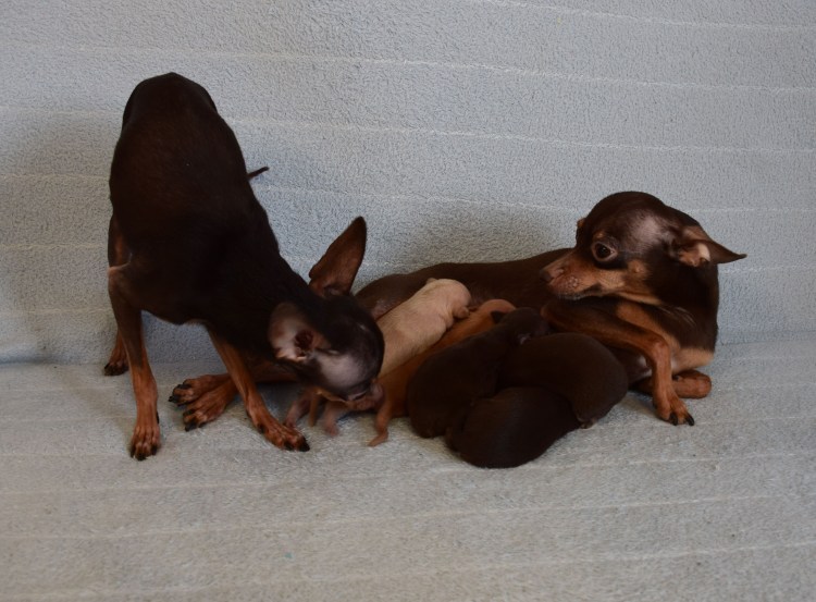 Шоколадное рыжий той терьер