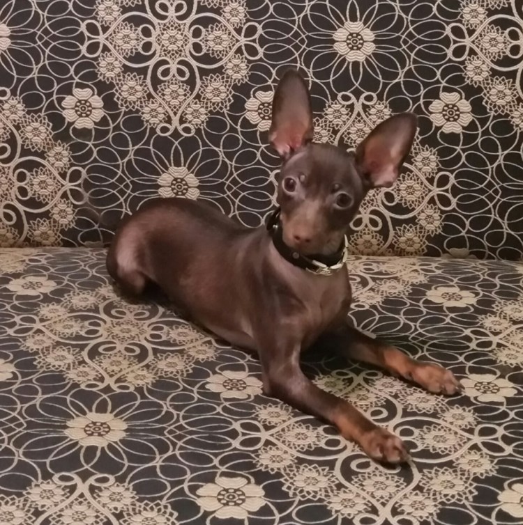 Той терьер макси