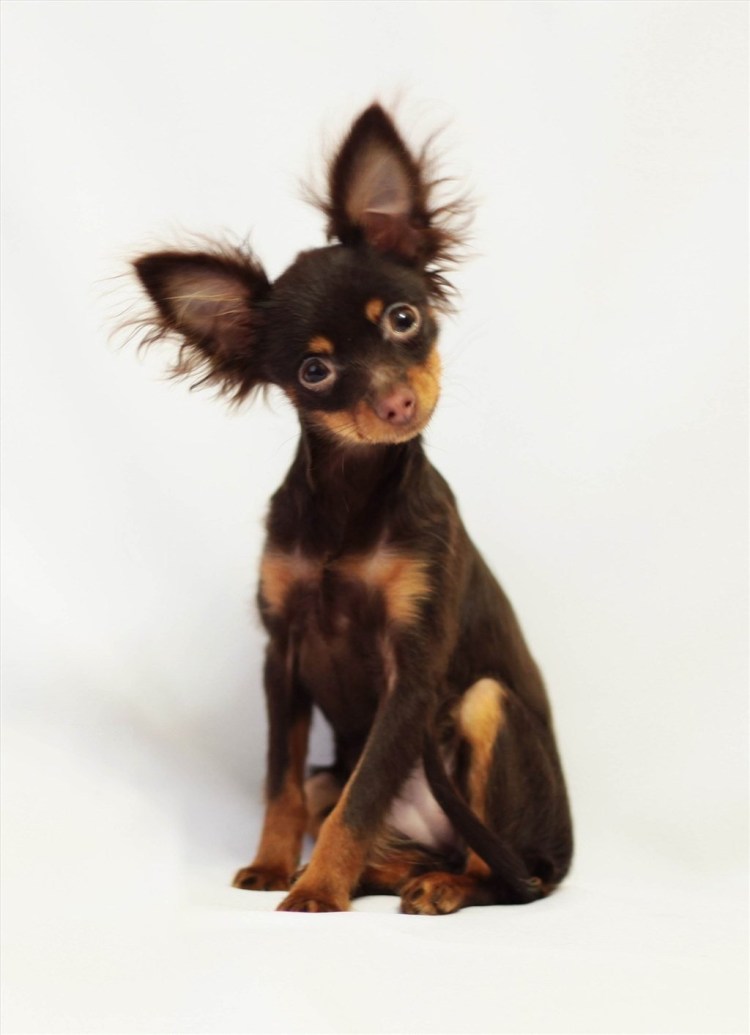 Пражский крысарик шоколадный