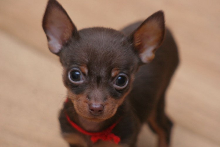 Тойтерьеры окрасы Изабелла