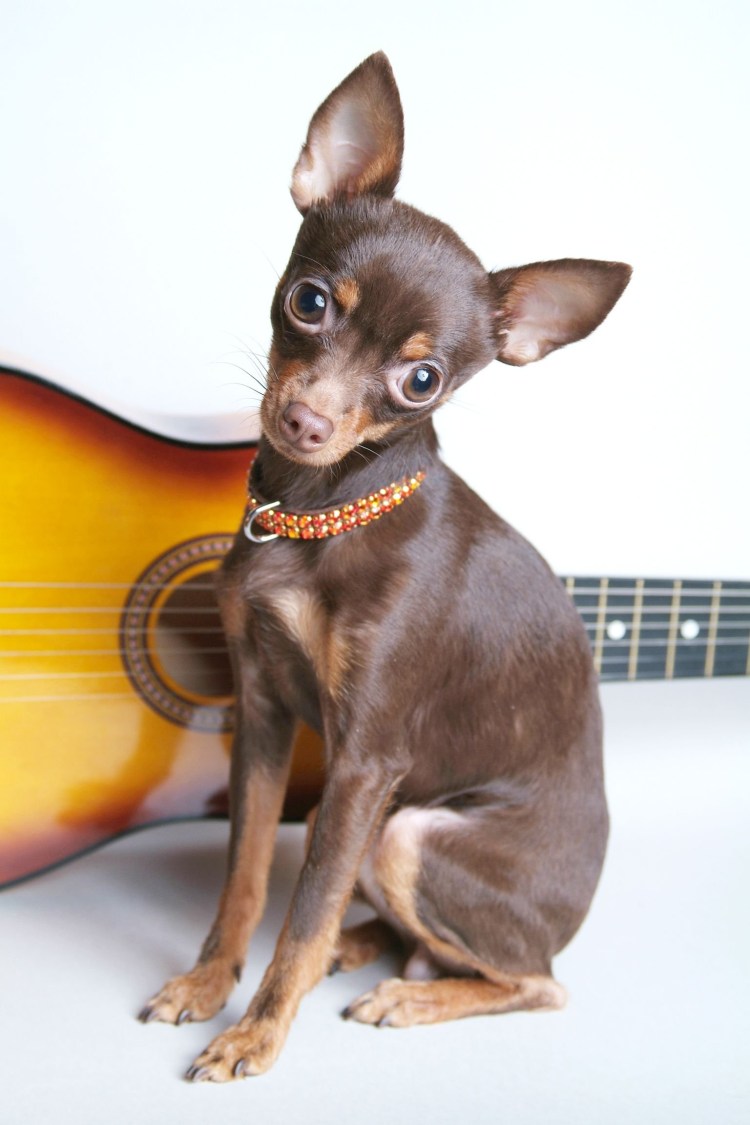 Той терьер гладкошерстный