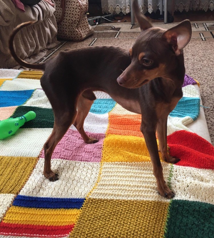 Русский той терьер гладкошерстный