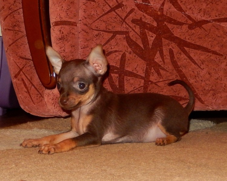 Той терьер короткошерстный