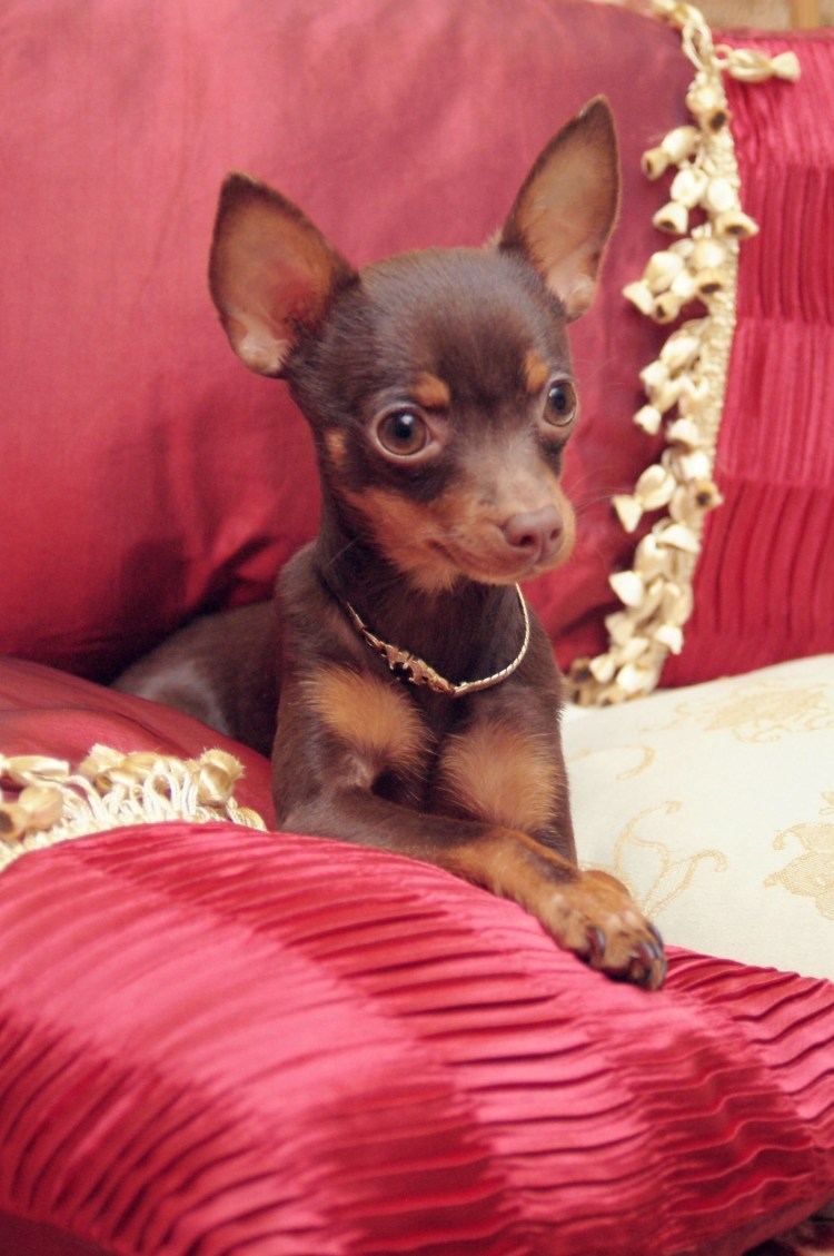 Карликовый пинчер шоколадный