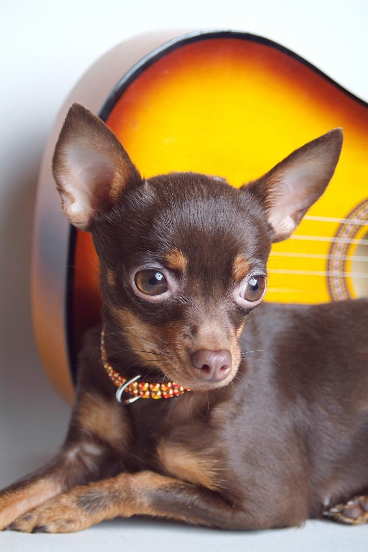 Той терьер гладкошерстный