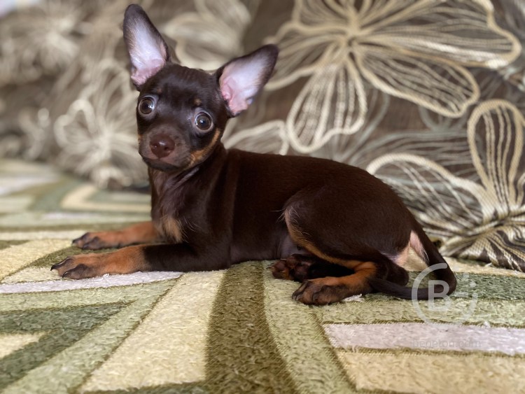 Щенки русского той терьера