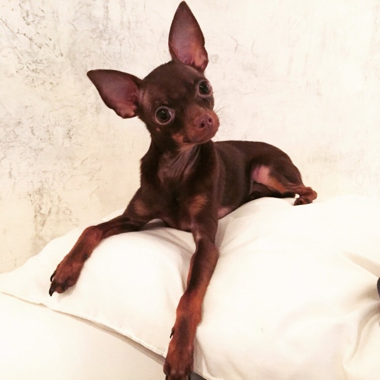 Русский той терьер мини гладкошерстный