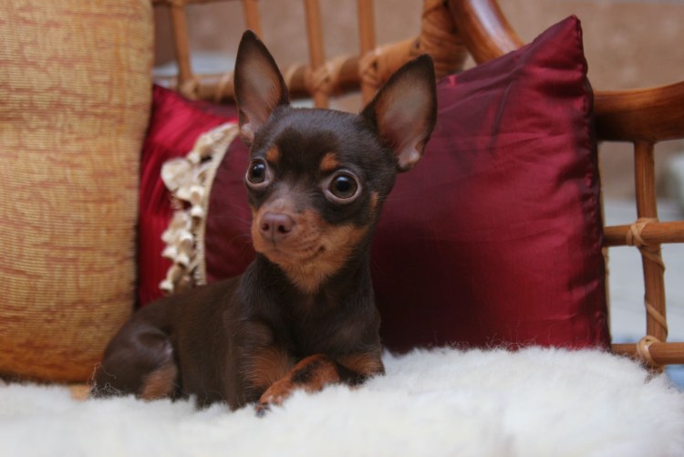 Коричнево подпалый той терьер