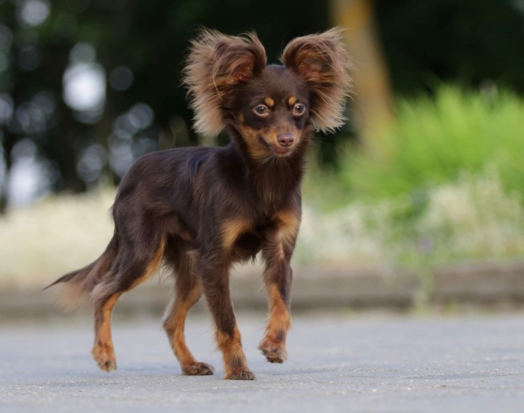 Коричнево подпалый той терьер длинношерстный