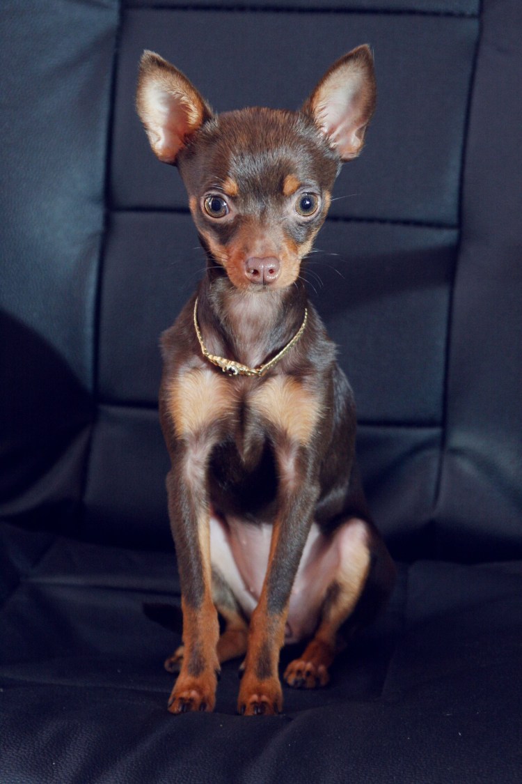 Той терьер с рукой Мем