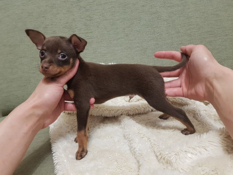 Той терьер короткошерстный