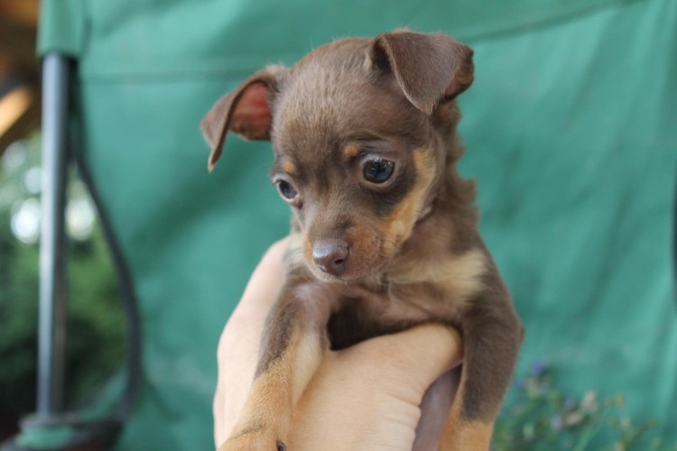 Русский той-терьер