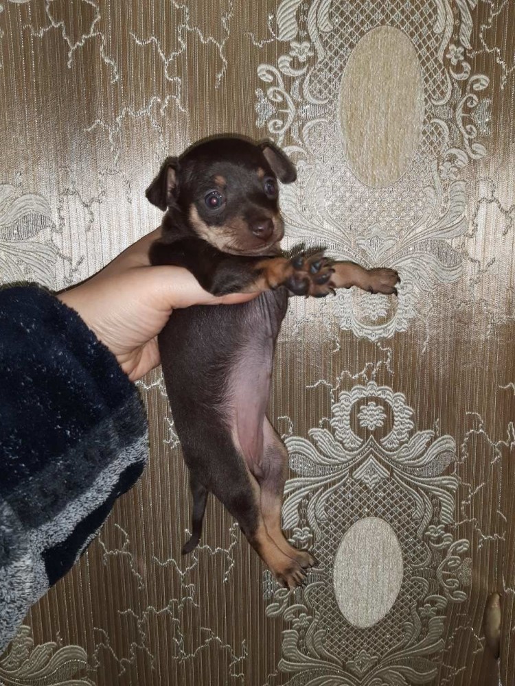 Той терьер шоколадно подпалый