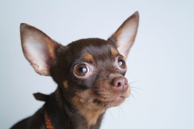 Русский той-терьер короткошерстный