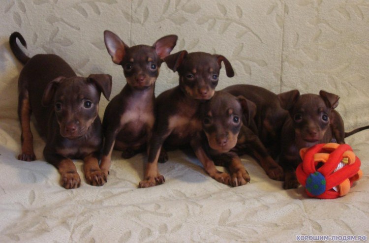 Шоколад той терьер щенок