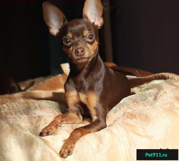 Русский той-терьер короткошерстный