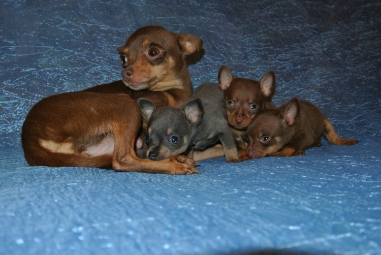 Той терьер голубо подпалый