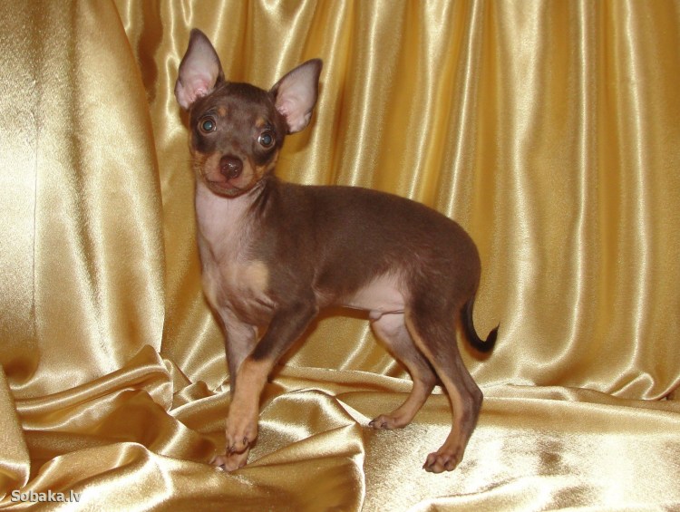 Короткошерстный той терьер шоколадный