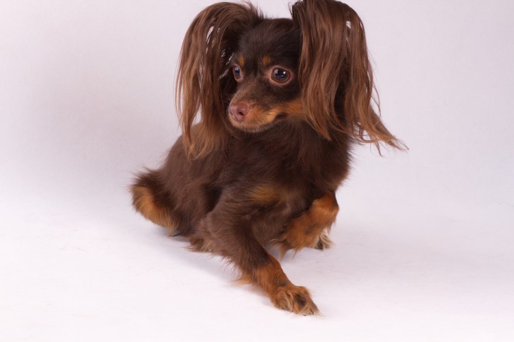 Той терьер длинношерстный