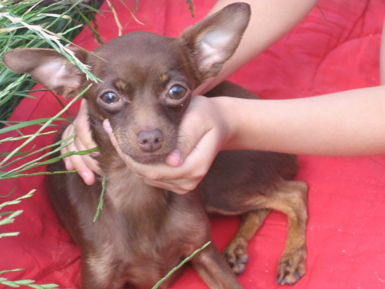 Той терьер гладкошерстный шоколадный