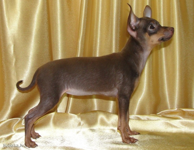 Русский той-терьер