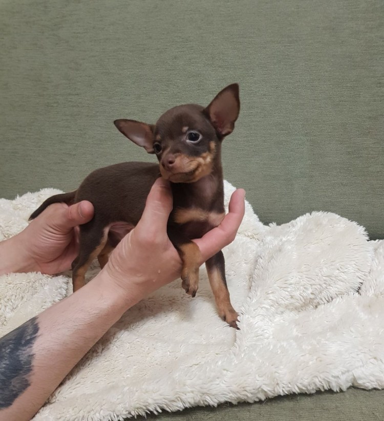 Русский карликовый терьер