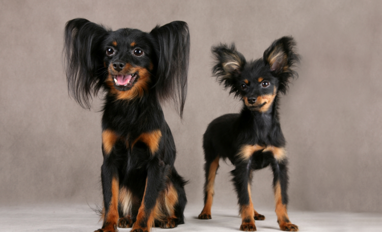 Королевский той терьер