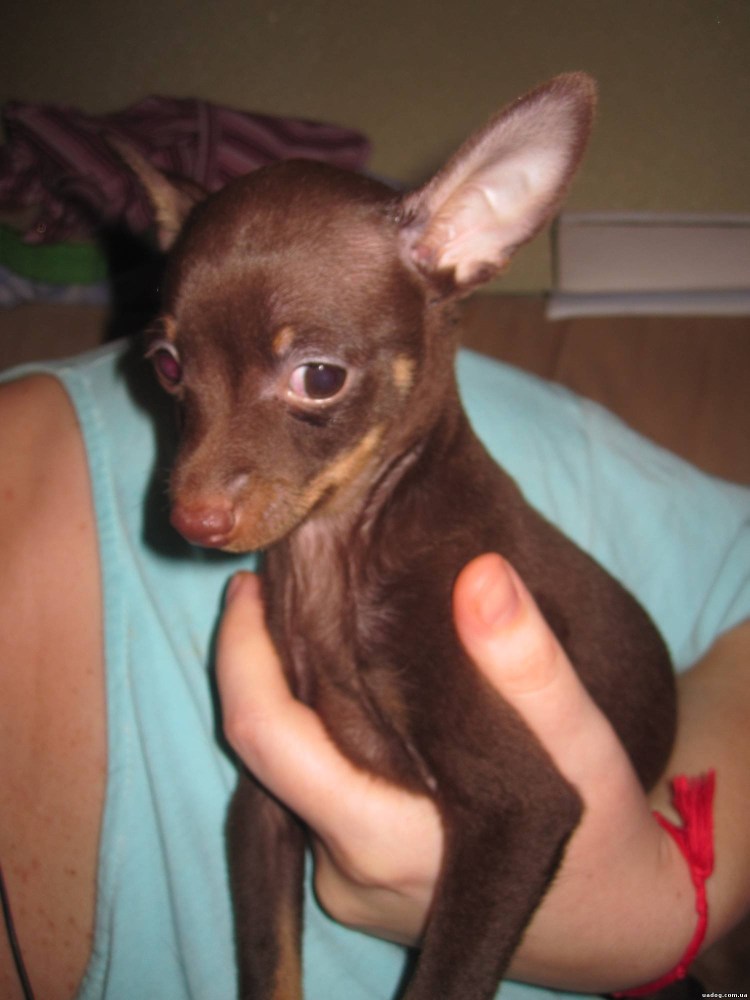 Щенка той терьер русский темный шоколад 1 месяц