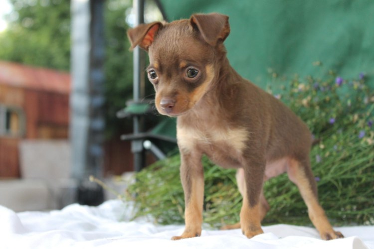 Той терьер шоколадный