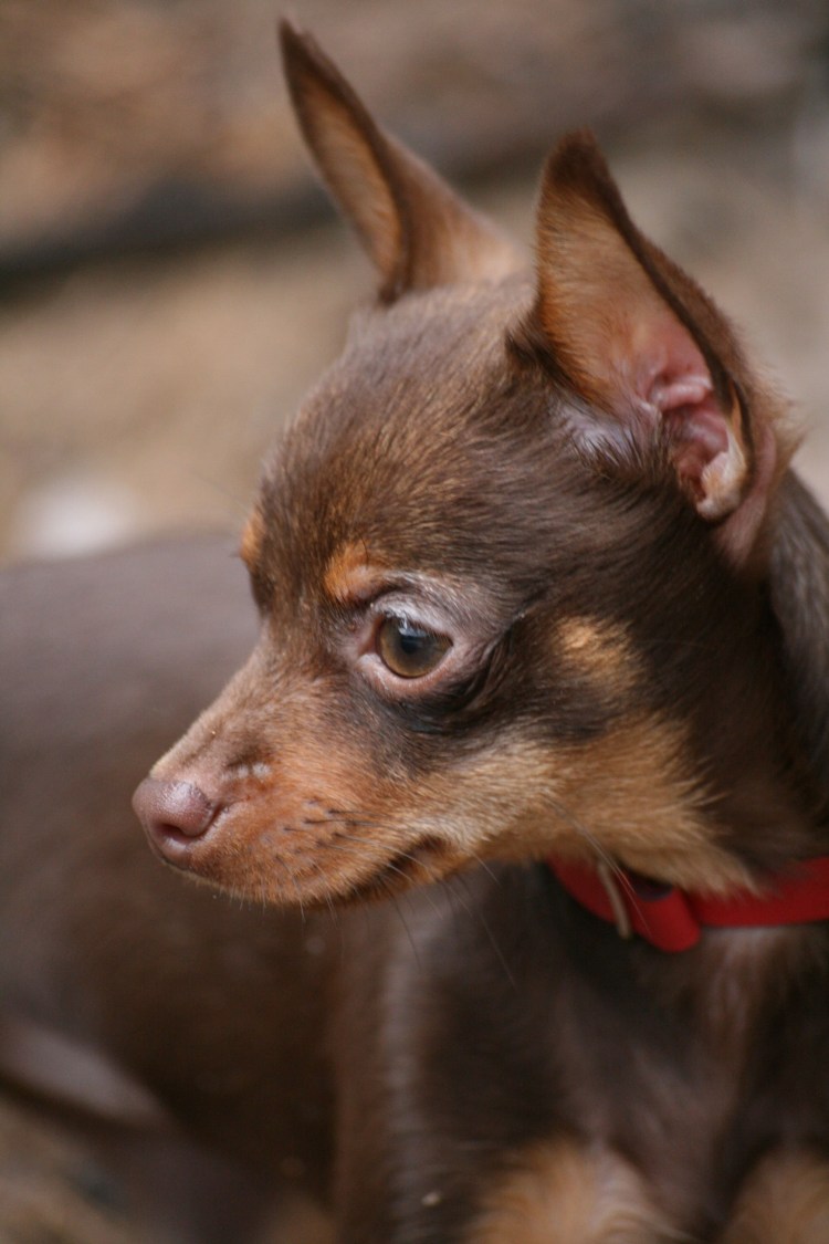 Той терьер подпалый