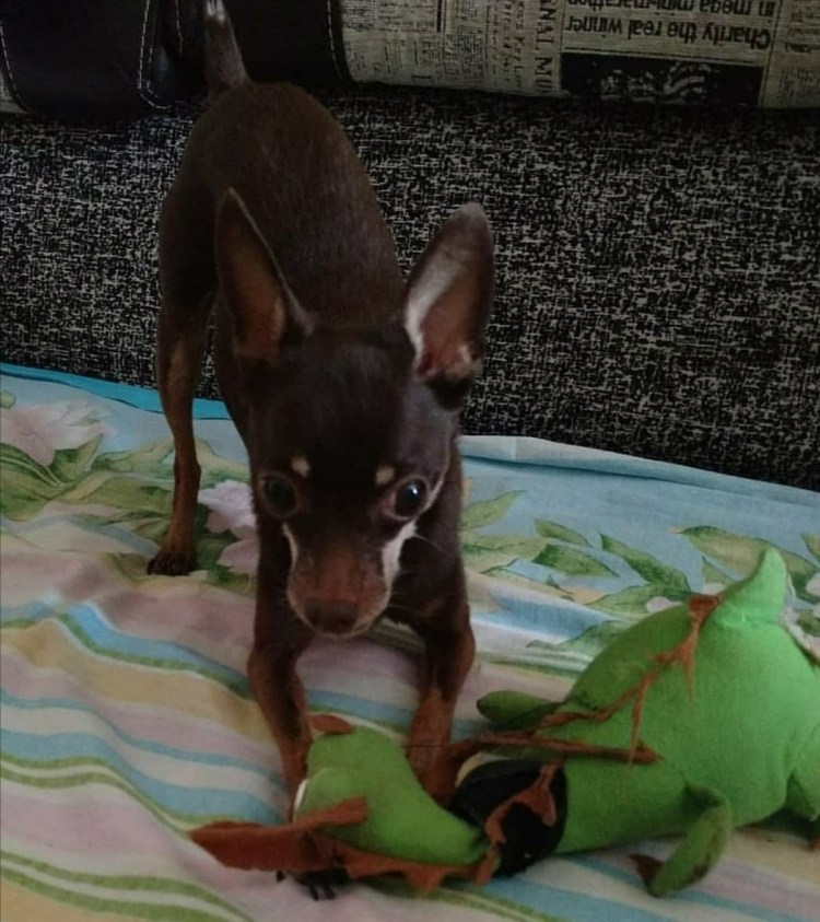 Заболела собачка русский той терьер