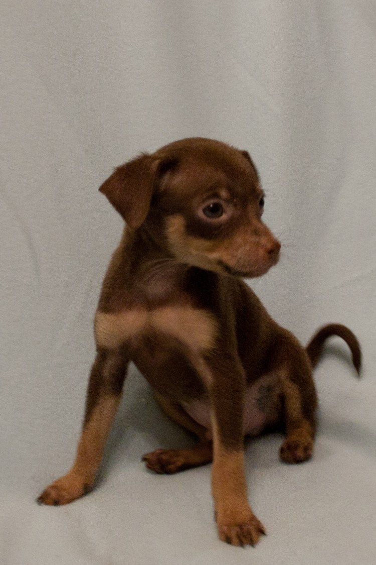 Той терьер ДШ щенок